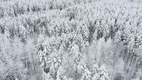 Luftaufnahme-Des-Winterwaldes